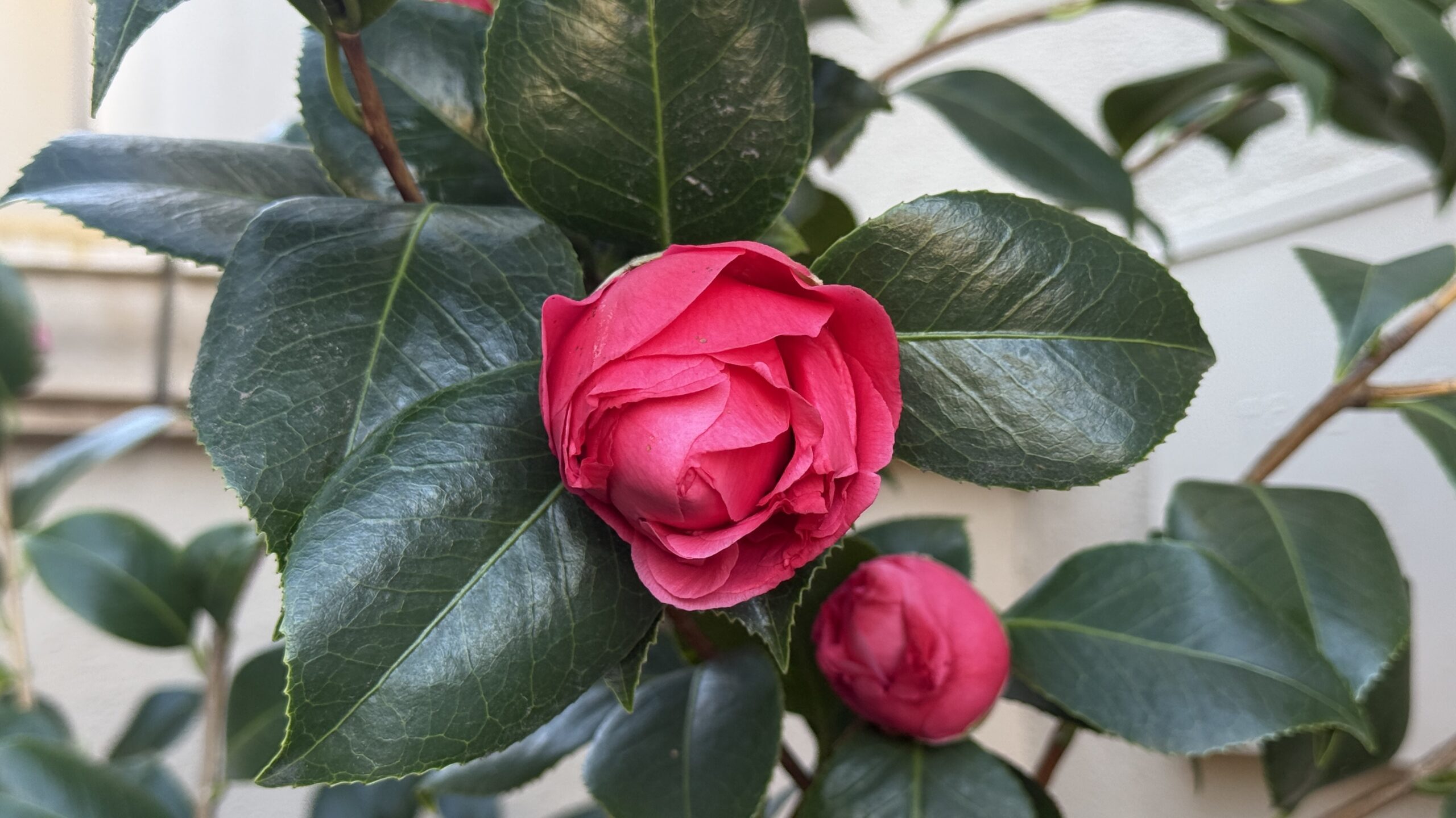 Camelias