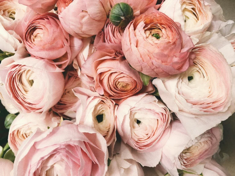 pexels secret garden 333350 931177